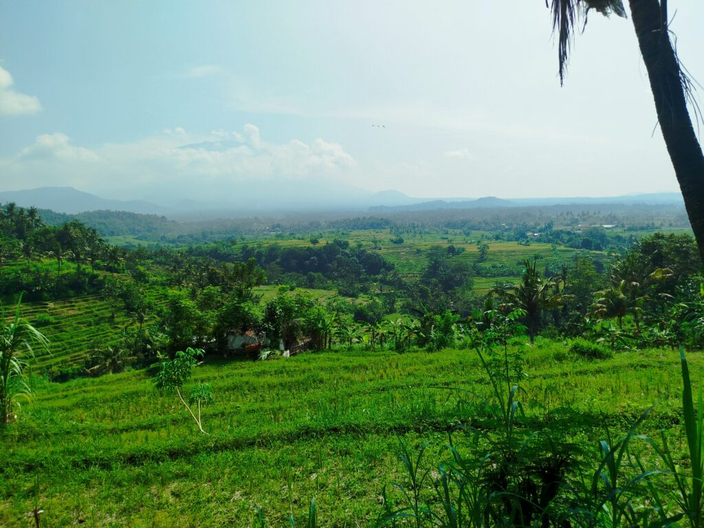 Vistas de arrozales de Bali
